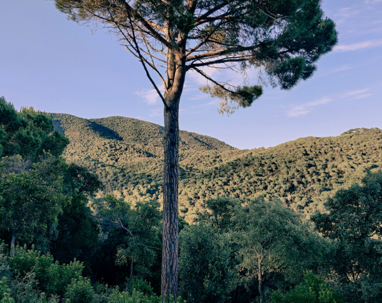 Parc Natural del Montnegre i el Corredor